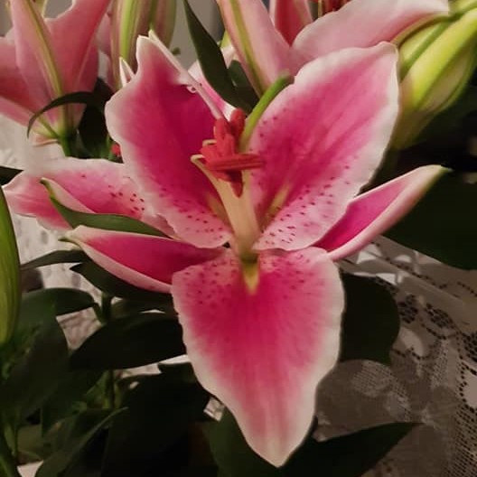 orchiedee-me Das ICH